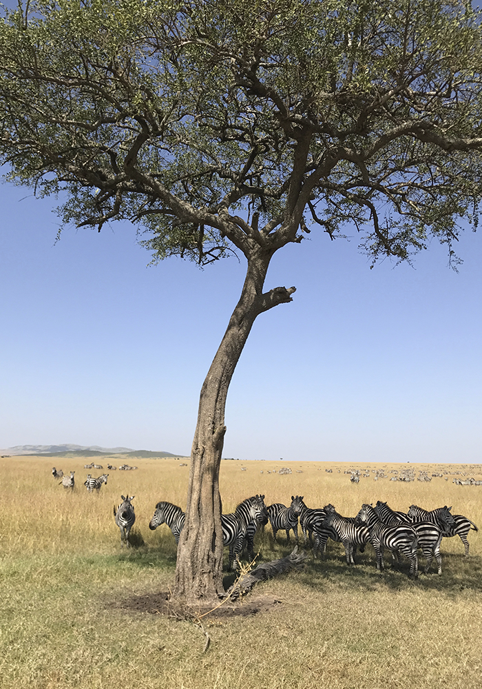 MASAI MARA, KENYA